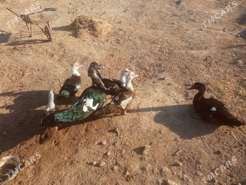 ordek - Мургап - img 2