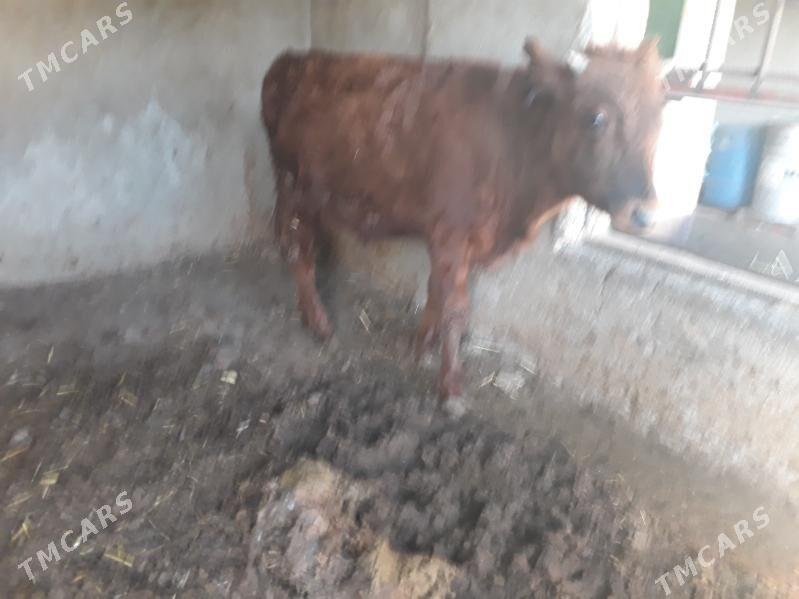 öküz - Багир - img 10