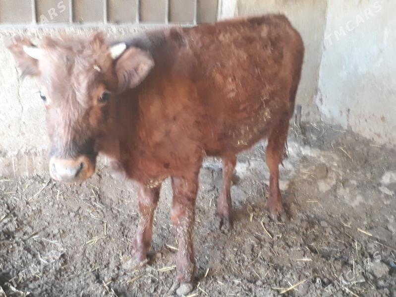 öküz - Багир - img 5