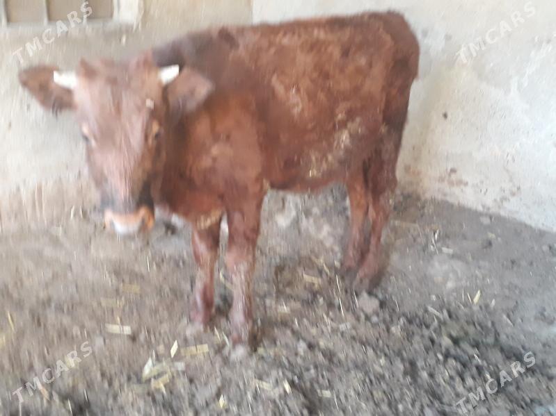 öküz - Багир - img 3