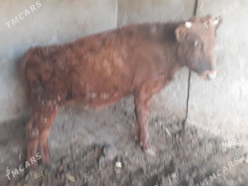 öküz - Багир - img 7