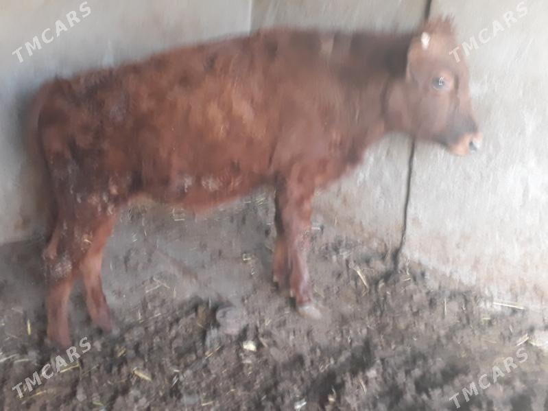 öküz - Багир - img 6