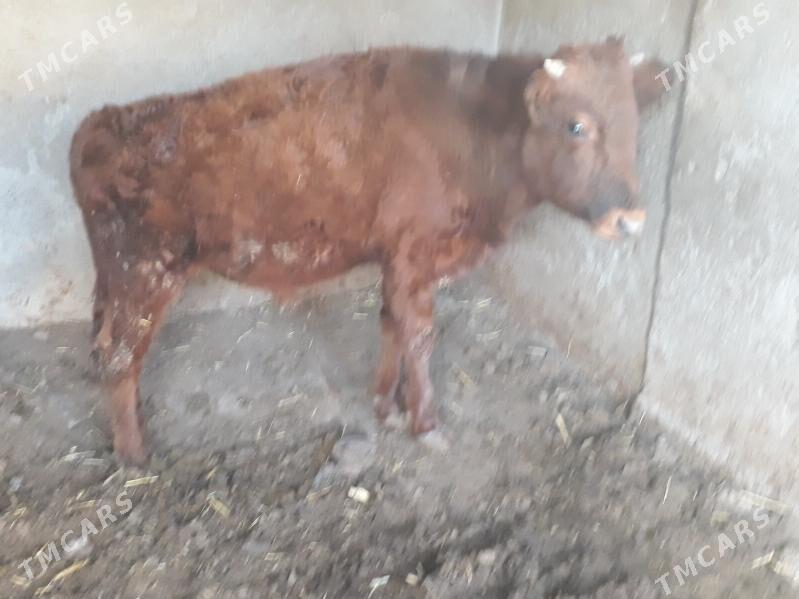 öküz - Багир - img 9