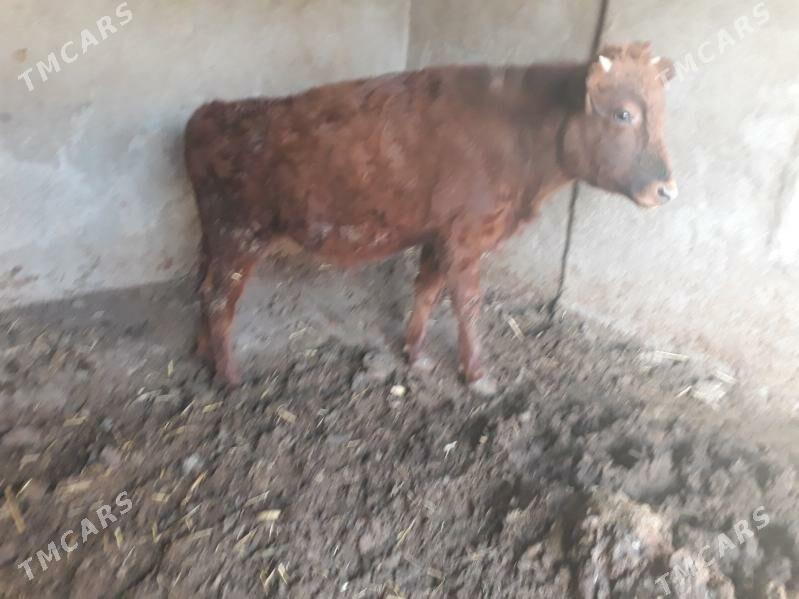 öküz - Багир - img 2