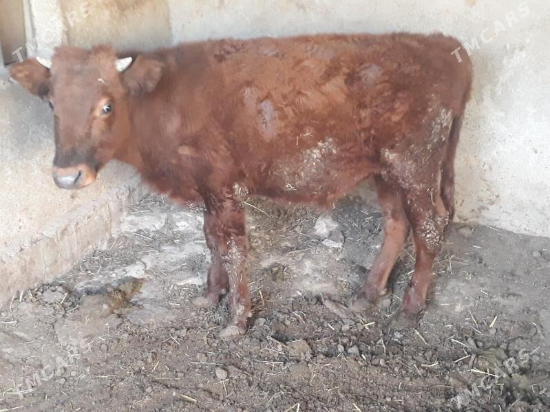 öküz - Багир - img 8