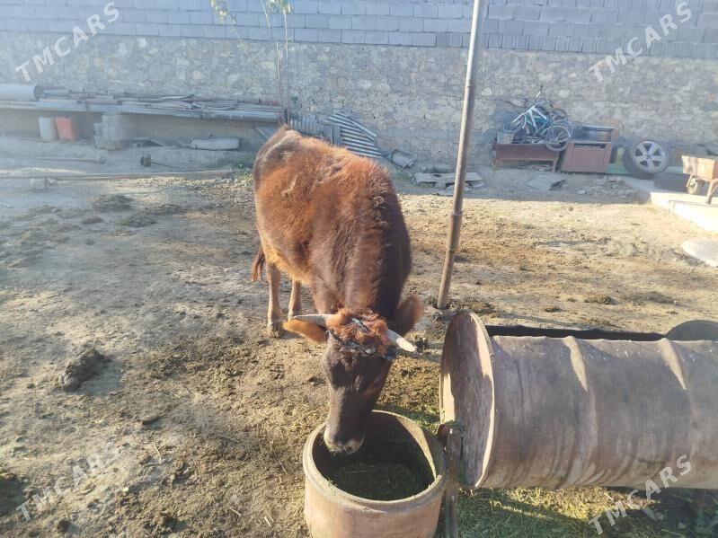 Tuwe - Bäherden - img 2