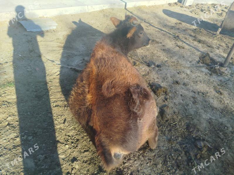 Tuwe - Bäherden - img 8