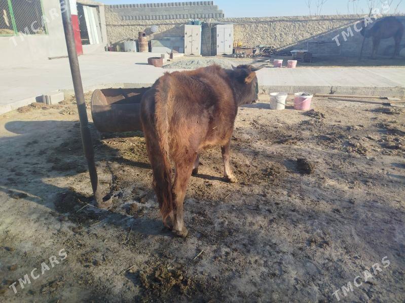 Tuwe - Bäherden - img 10