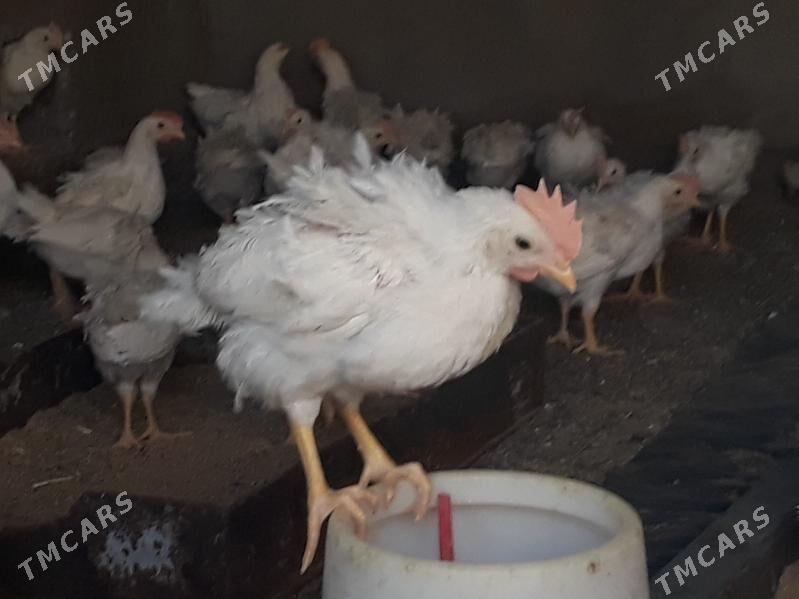 jüýje elin - Багир - img 8