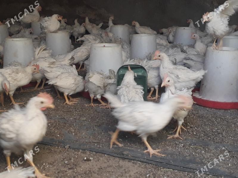 jüýje elin - Багир - img 3