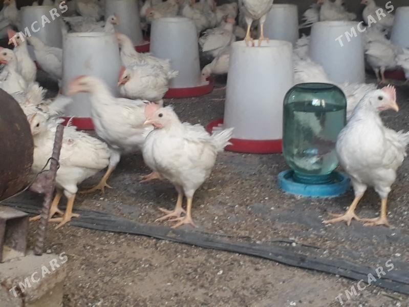 jüýje elin - Багир - img 6