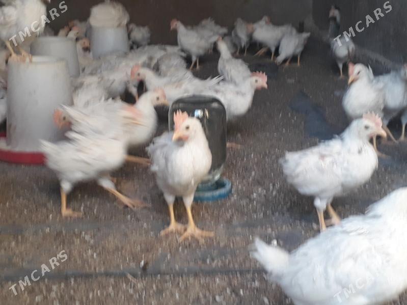 jüýje elin - Багир - img 4