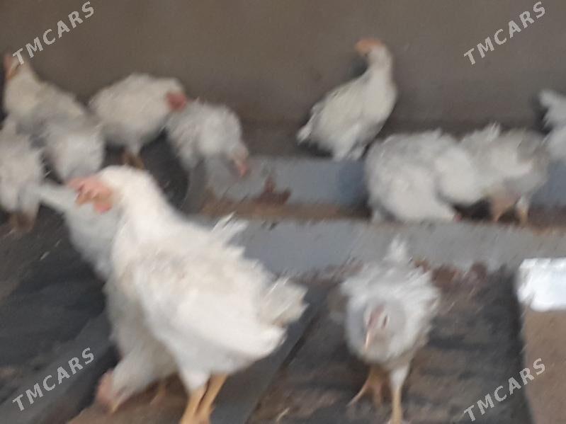 jüýje elin - Багир - img 9