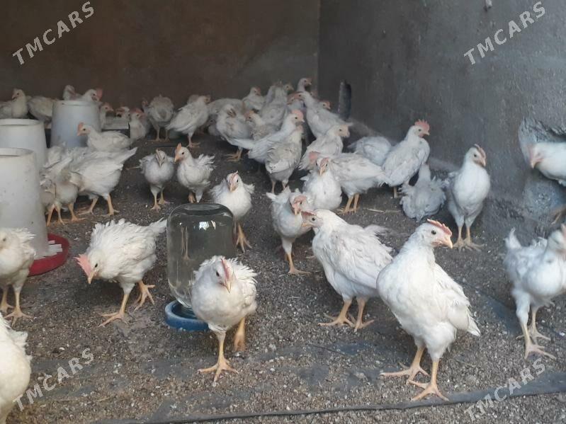 jüýje elin - Багир - img 7