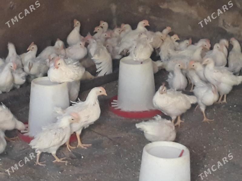 jüýje elin - Багир - img 5