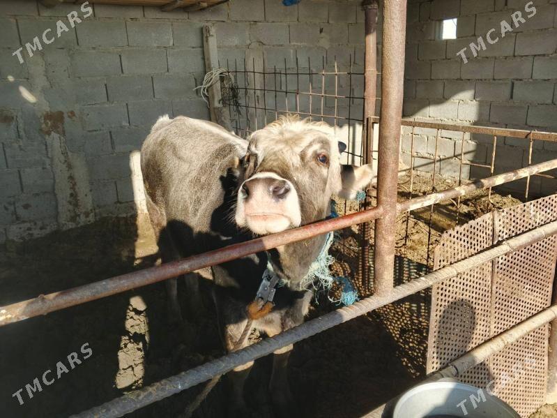 okuz - Гёкдепе - img 2