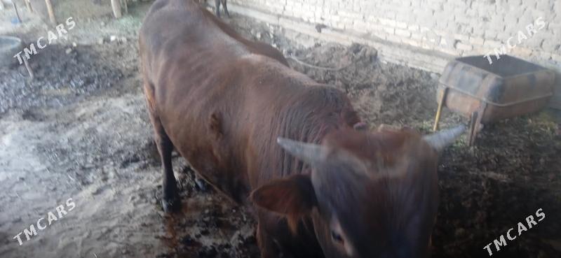 otuz - Сакарчага - img 4