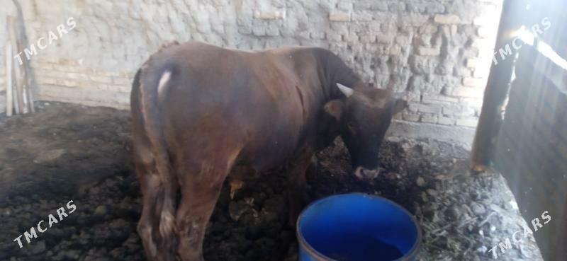 otuz - Сакарчага - img 2