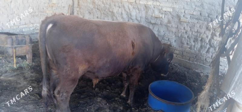 otuz - Сакарчага - img 6