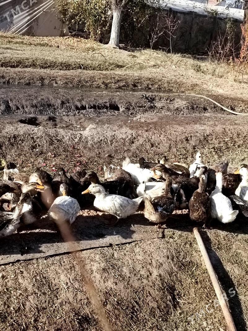 О́рдек - Мары - img 2