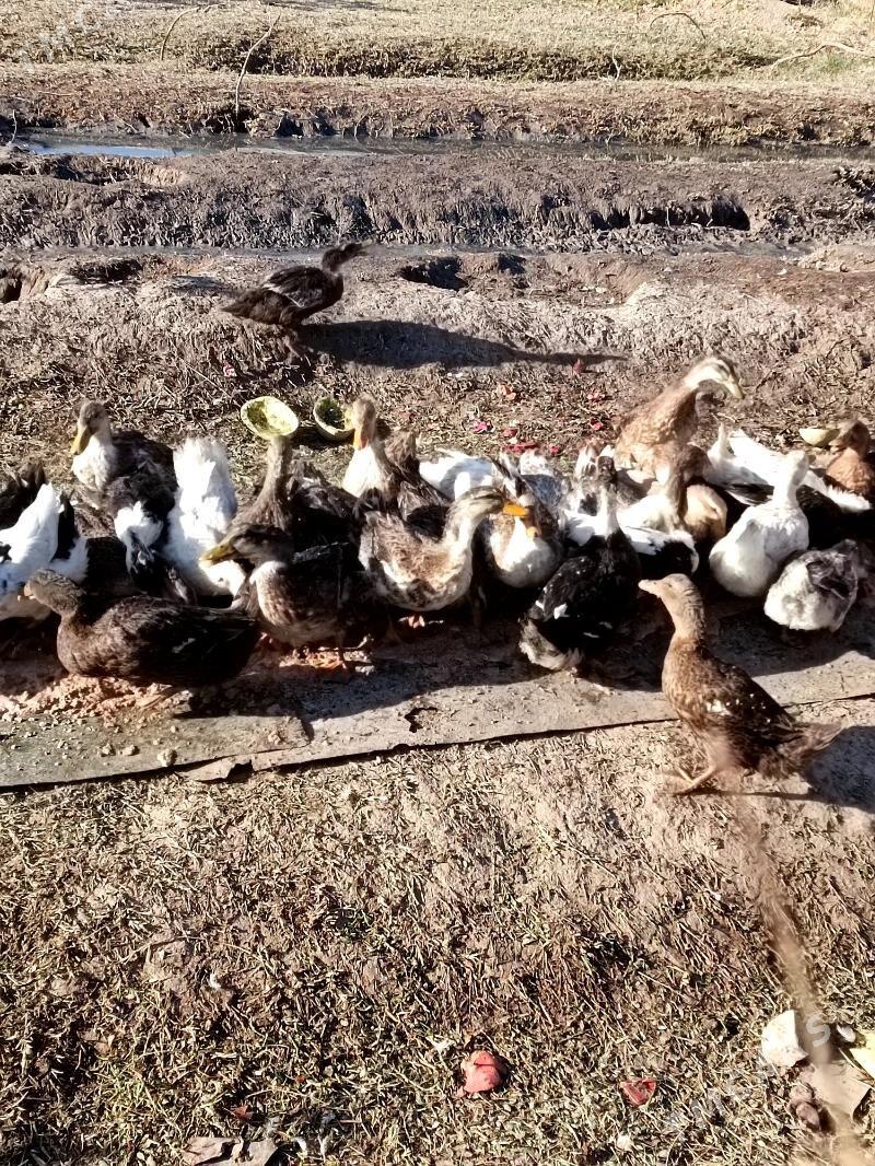 О́рдек - Мары - img 3