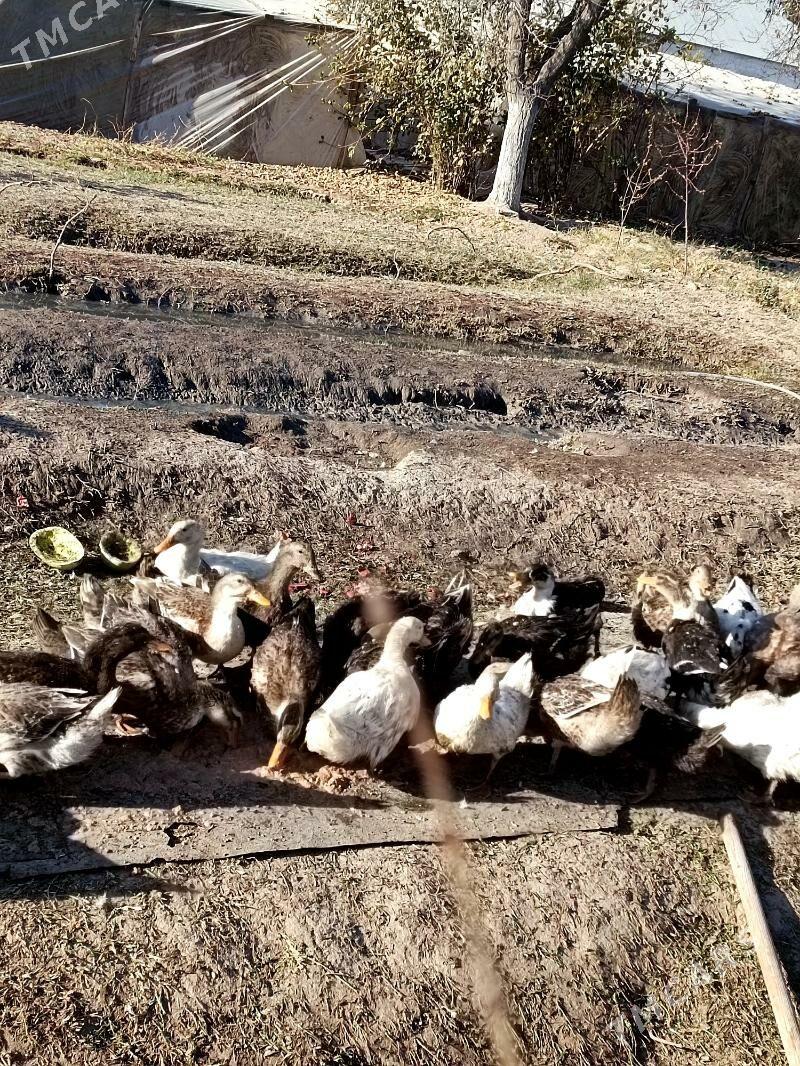 О́рдек - Мары - img 4