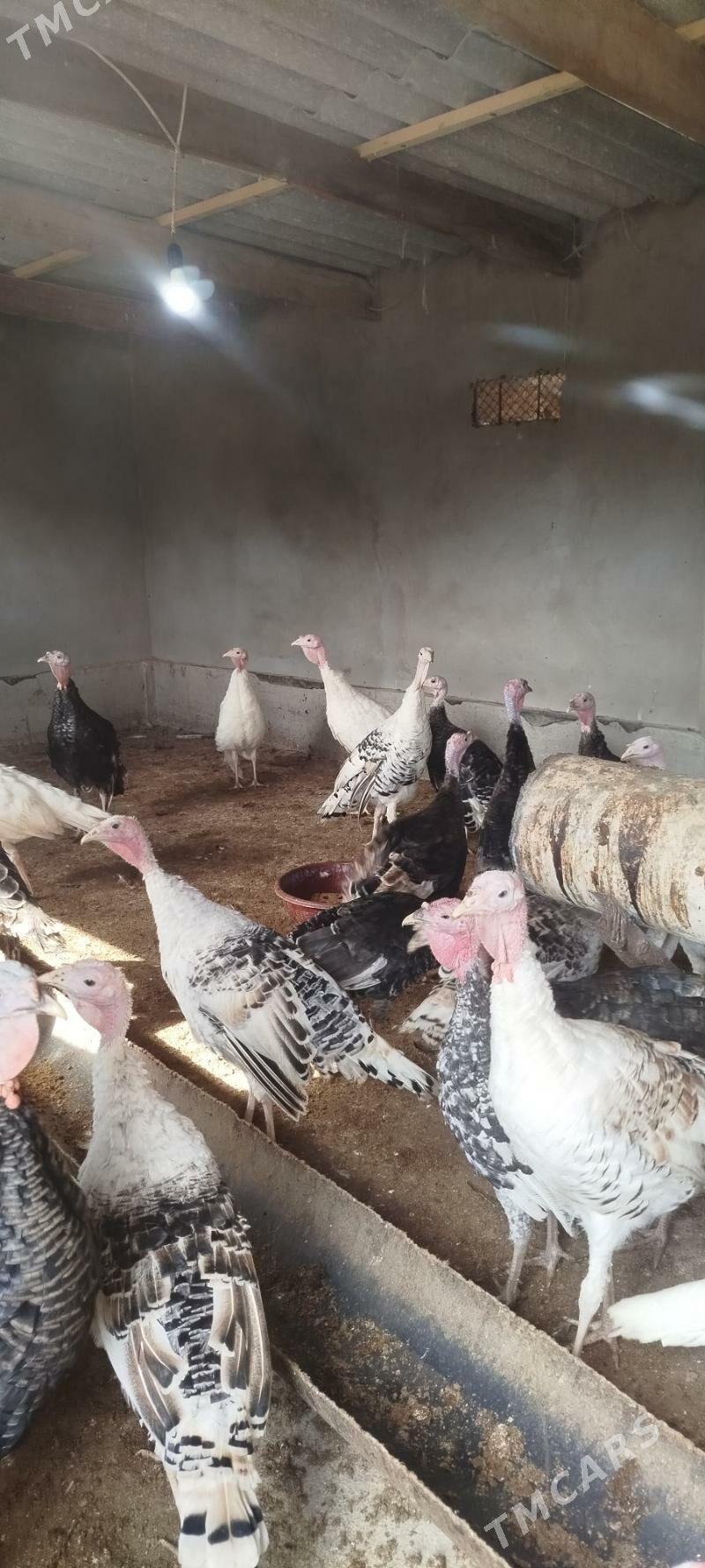 Induk - Babadaýhan - img 3