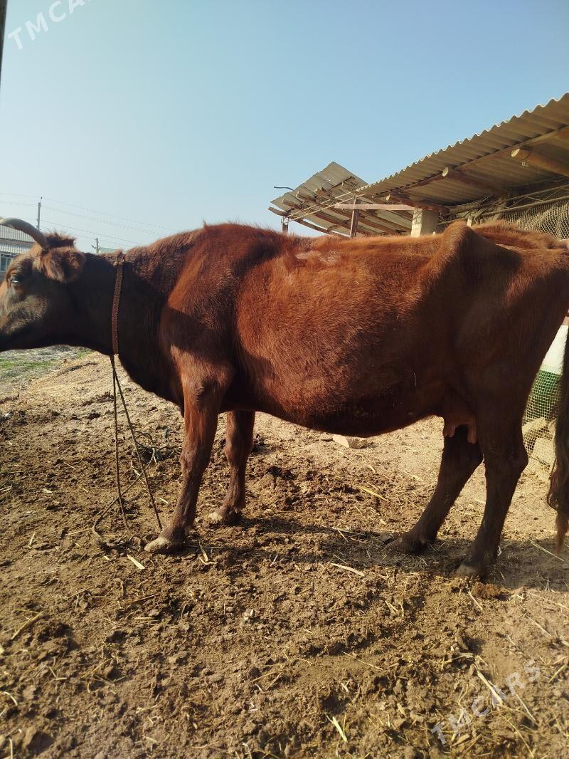 Bakyly sygyr - Sakar - img 3