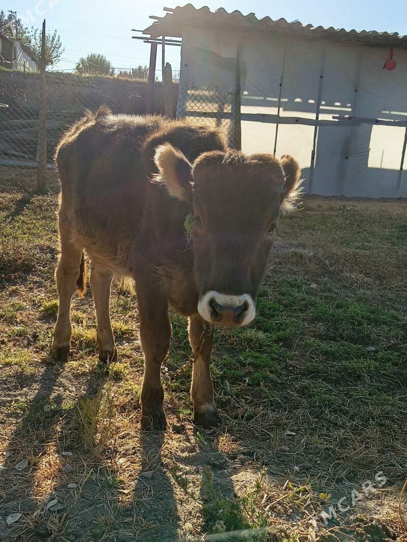 ÖKÜZ - Багир - img 2