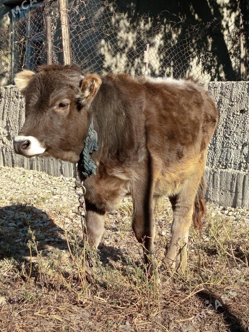 ÖKÜZ - Багир - img 3