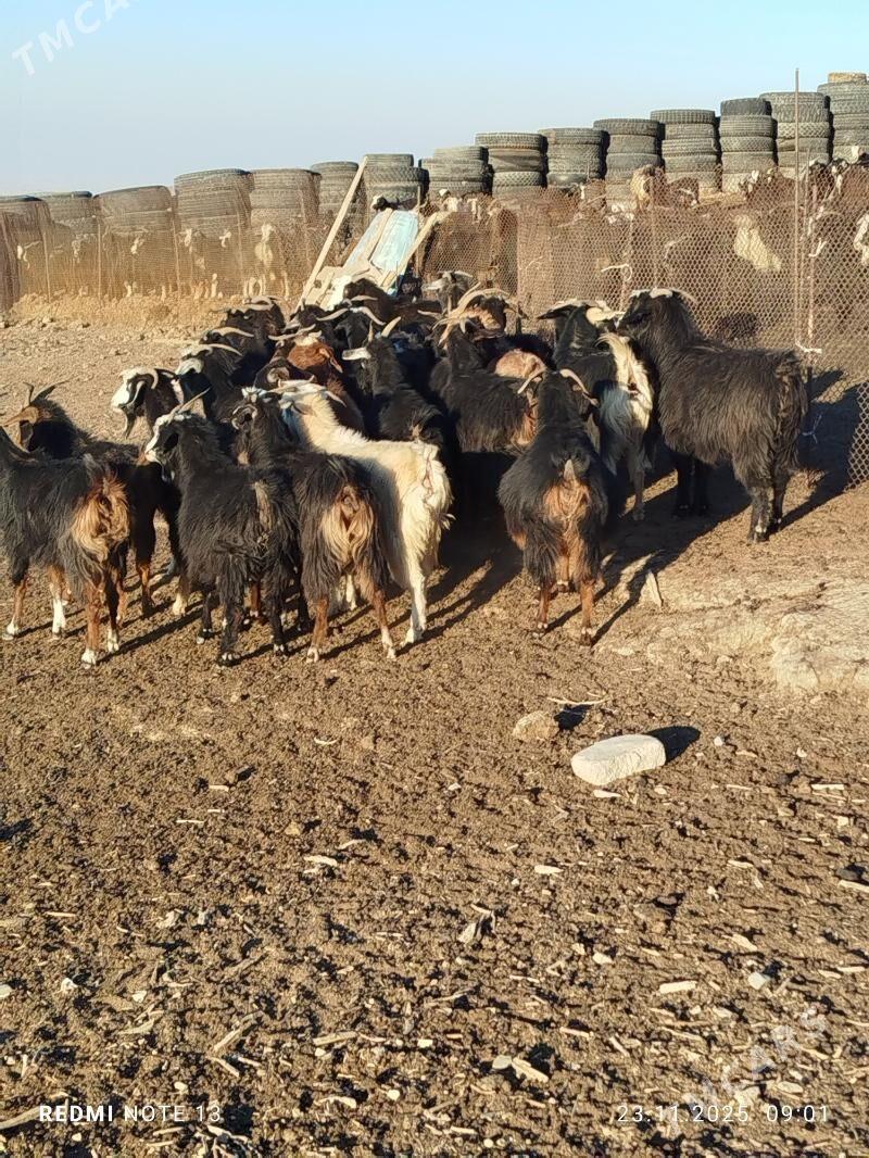 Geçi Çewiş - Гызыларбат - img 3