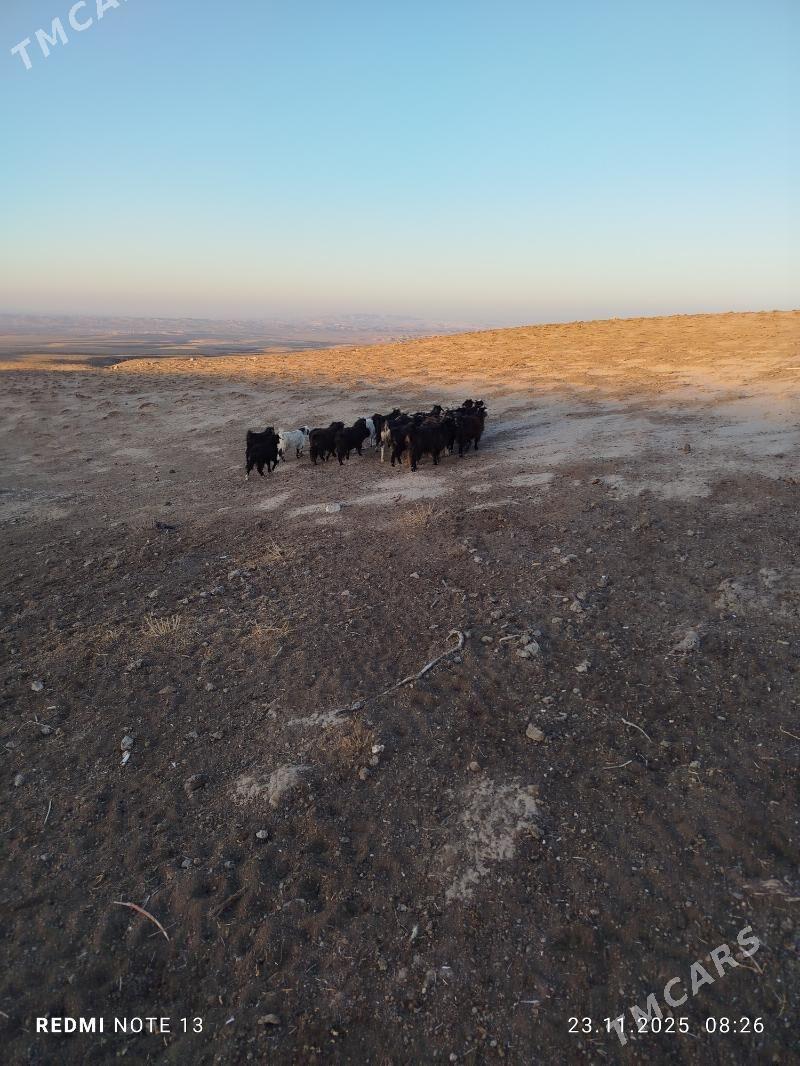 Geçi Çewiş - Гызыларбат - img 7