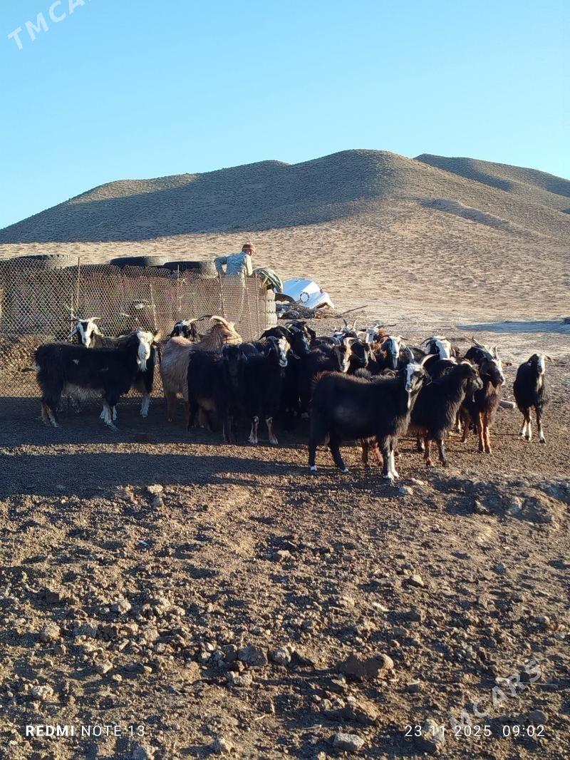 Geçi Çewiş - Гызыларбат - img 2