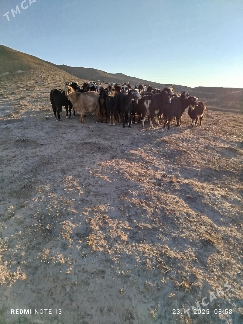 Geçi Çewiş - Гызыларбат - img 4