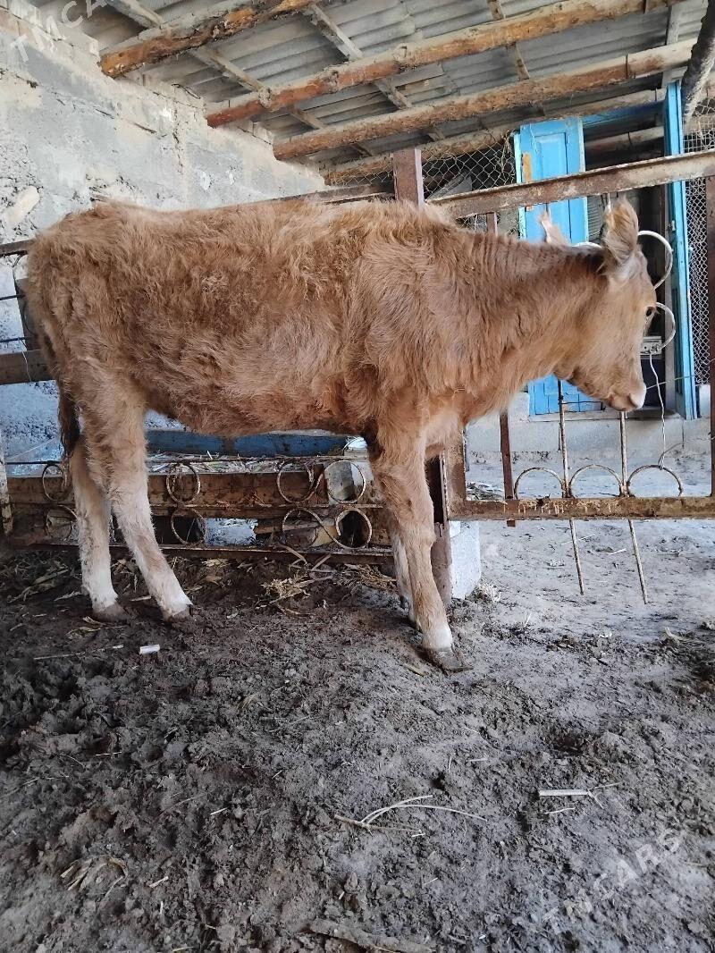 Tüwe - Ашхабад - img 3