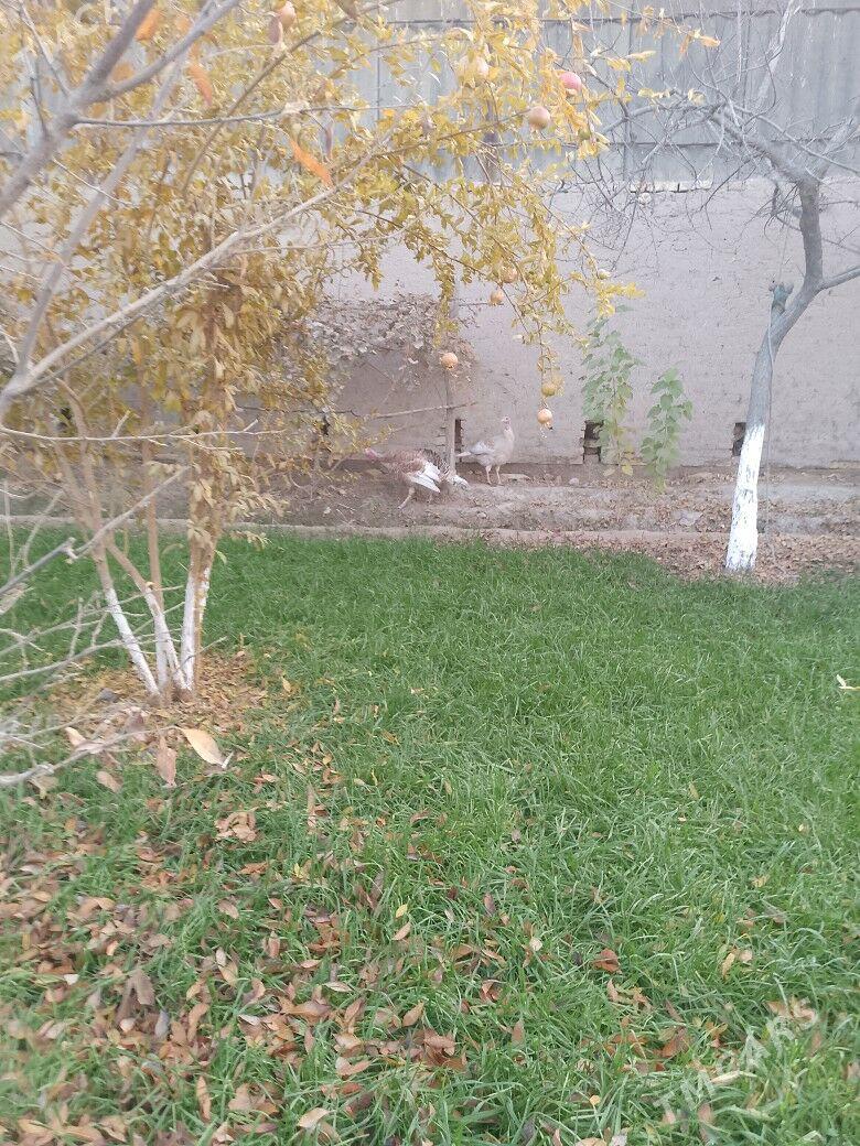 индук - Туркменабат - img 2