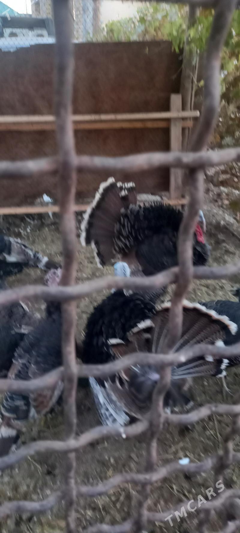 Induk - Gökdepe - img 3