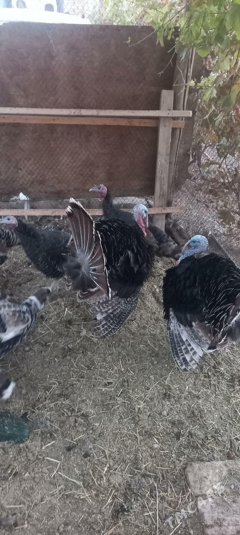 Induk - Gökdepe - img 2