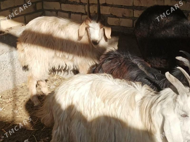 sekeler - Дянев - img 3