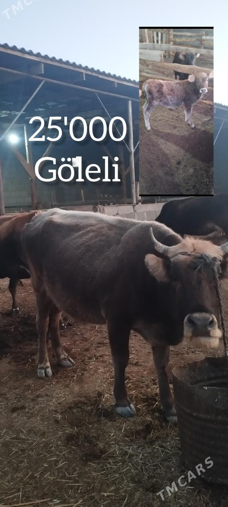 sygyrlar - Gyzylarbat - img 4