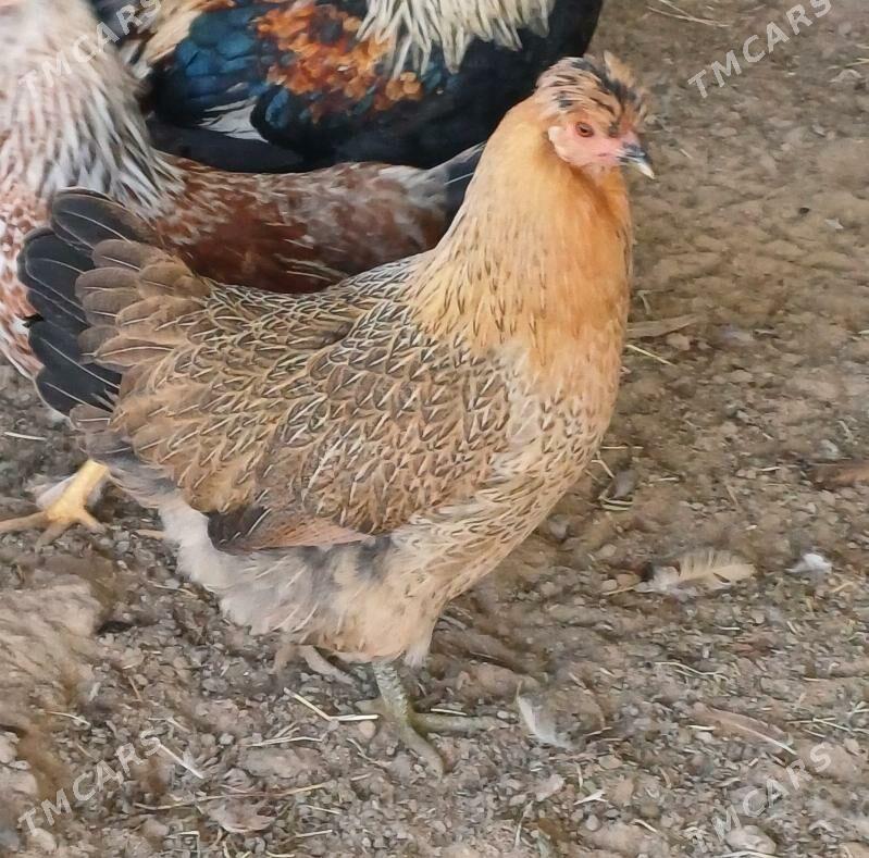 Towuk - Ашхабад - img 2