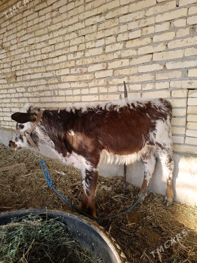 göleli sygyr  - Чарджоу - img 8