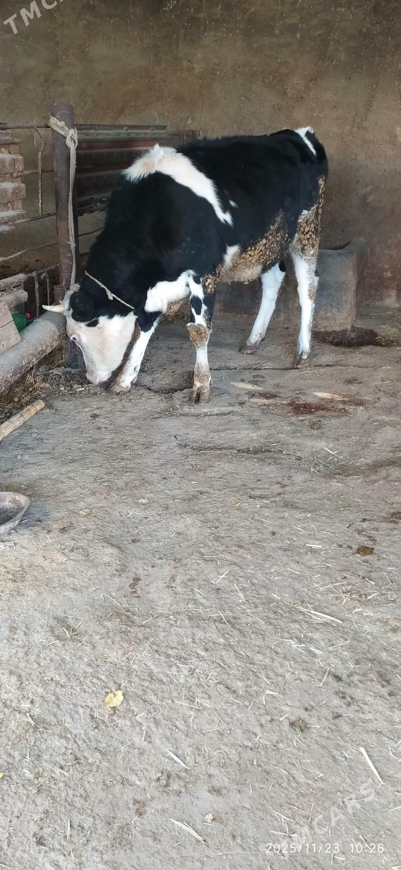 Tuwe - Бахарден - img 3