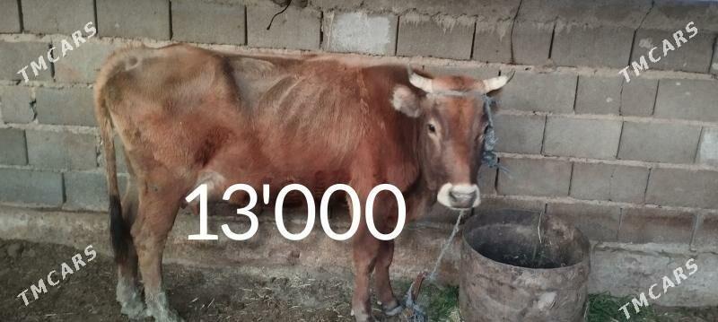 sygyrlar - Gyzylarbat - img 3