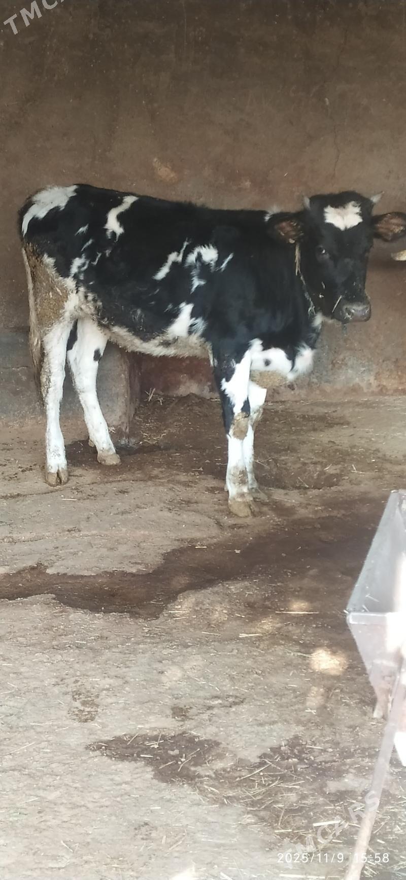 Tuwe - Бахарден - img 4