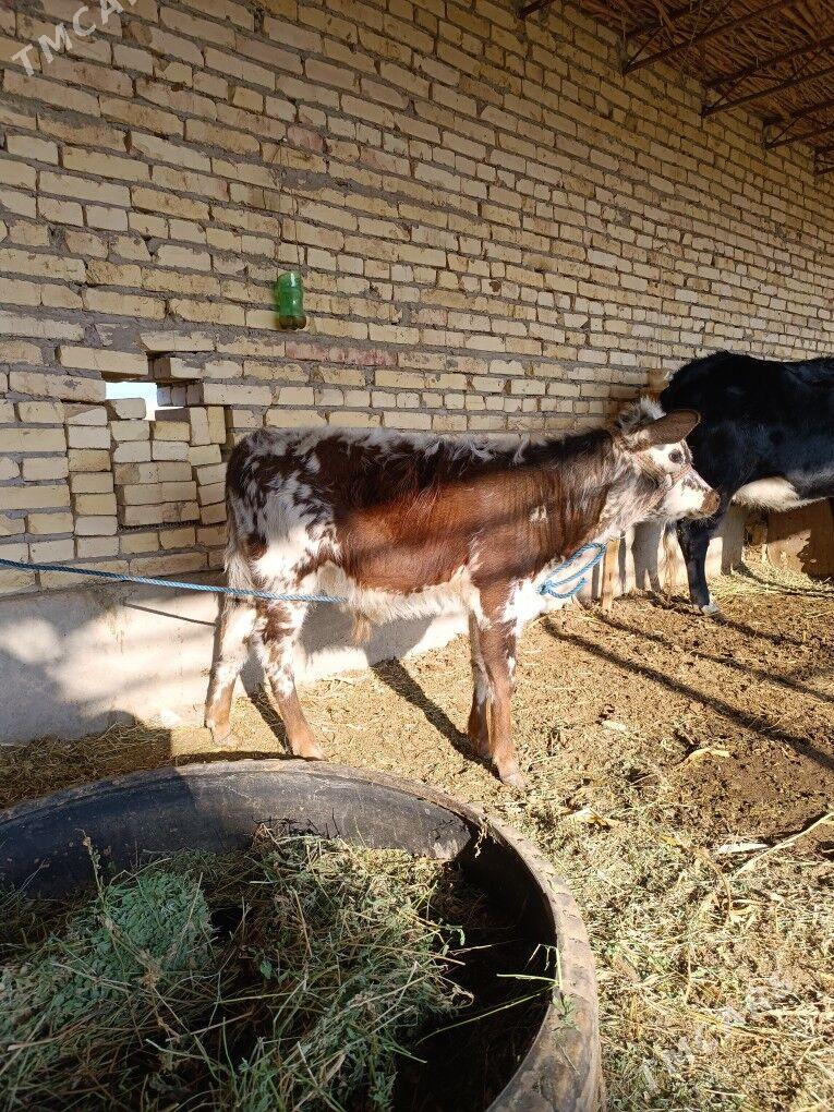 göleli sygyr  - Чарджоу - img 9