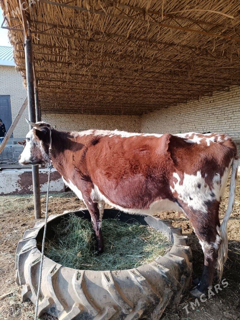 göleli sygyr  - Чарджоу - img 2