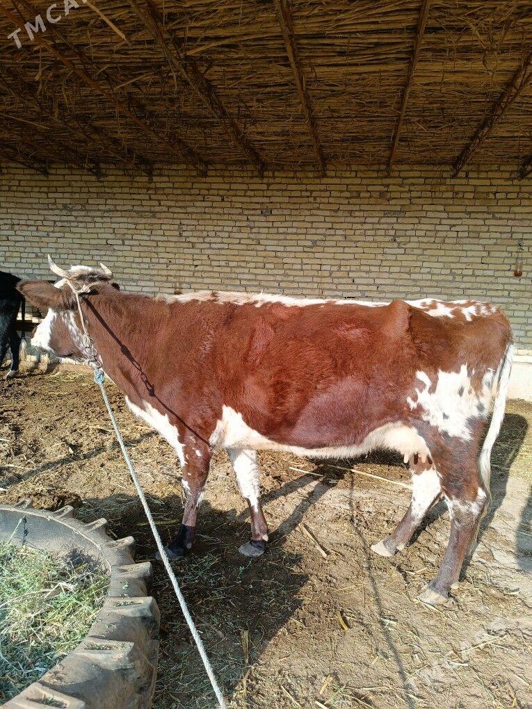 göleli sygyr  - Чарджоу - img 4