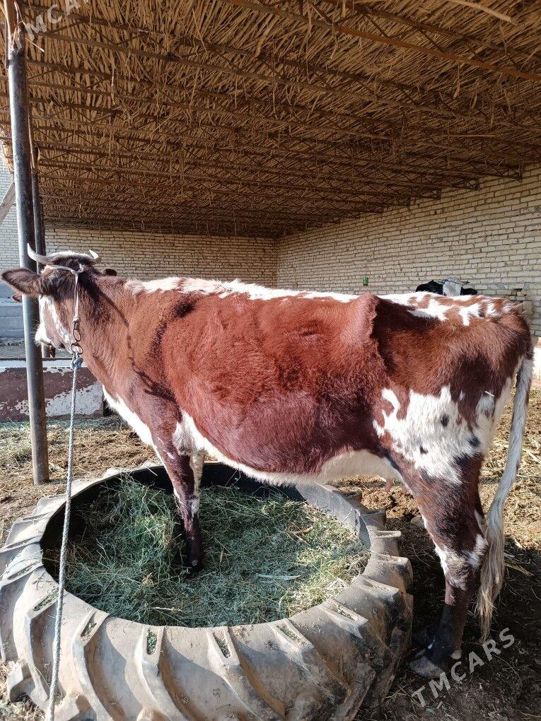 göleli sygyr  - Чарджоу - img 3