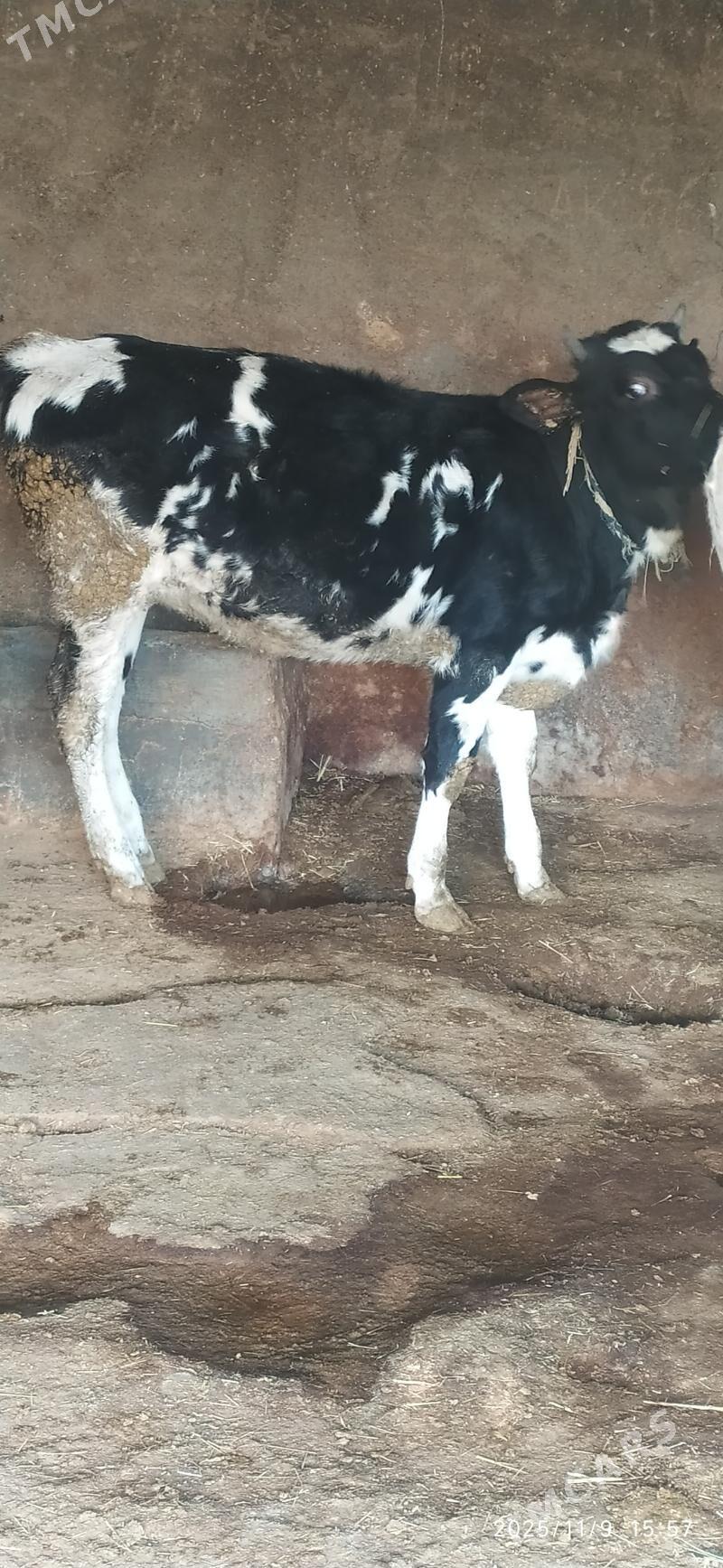 Tuwe - Бахарден - img 5